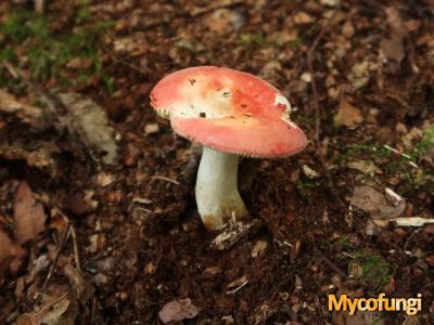 Vergelende russula (plaatjeszwam)