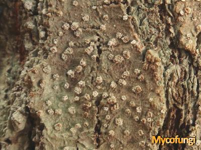 Pertusaria ophtalmiza (licheen)