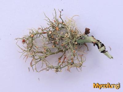 Biatoropsis usnearum (licheen parasiet)