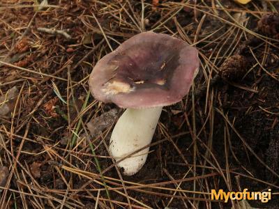 Jodoform russula (plaatjeszwam)