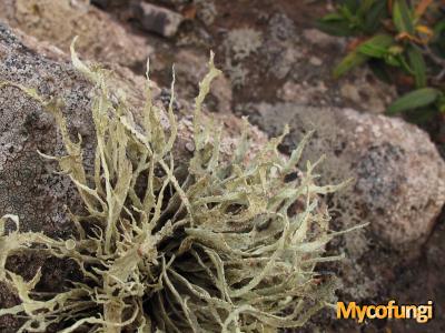 Ramalina cuspidata (licheen)