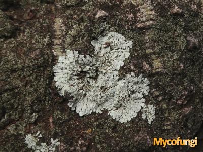 Dirinaria applanata (licheen)