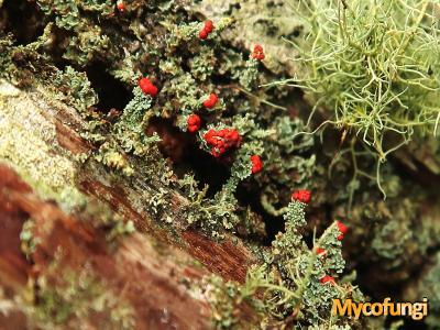 Cladonia bellidiflora (licheen)