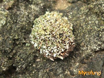 Cladonia firma (licheen)