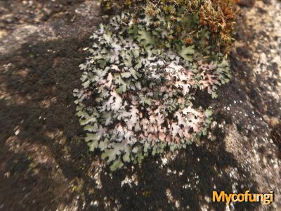 Phaeophyscia hispidula (licheen)