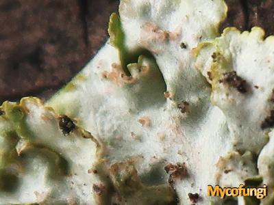 Tremella occulixanthoriae (licheen parasiet)