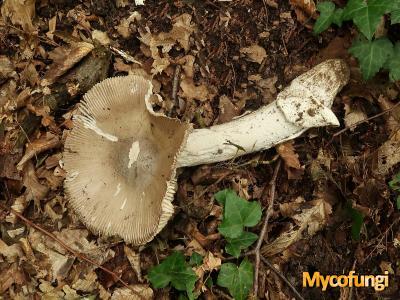 Amanita magnivolvata (plaatjeszwam)