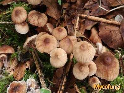 Roestvlekkenmycena (plaatjeszwam)