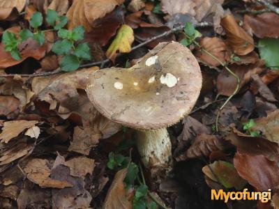 Vissige beukenrussula (plaatjeszwam)