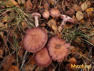 Cortinarius brunneotinctus (plaatjeszwam)