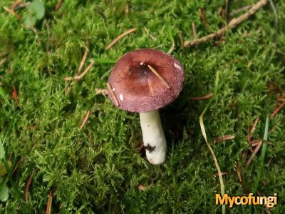 Kleine sparrenrussula (plaatjeszwam)