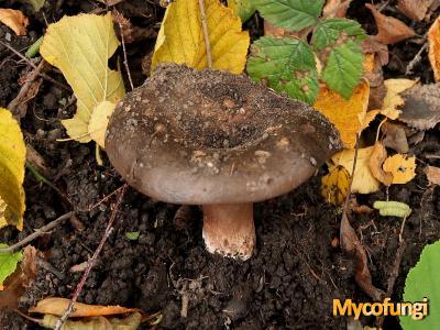 Antraciet russula (plaatjeszwam)