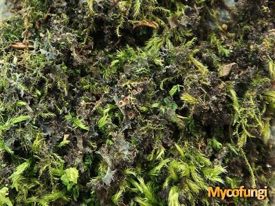 Scytinium lichenoides (licheen)
