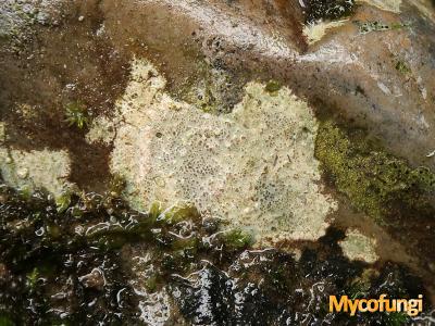 Ionapsis lacustris (licheen)