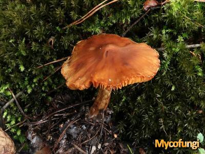 Roodbruine gordijnzwam (plaatjeszwam)