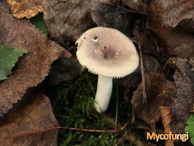 Geraniumrussula (plaatjeszwam)