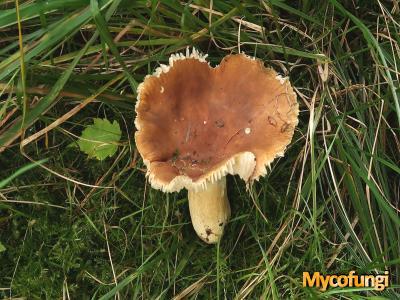 Wezelrussula (plaatjeszwam)