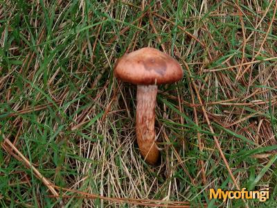 Koperrode spijkerzwam (plaatjeszwam)