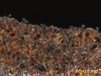 Chaenothecopsis nigra (licheen)