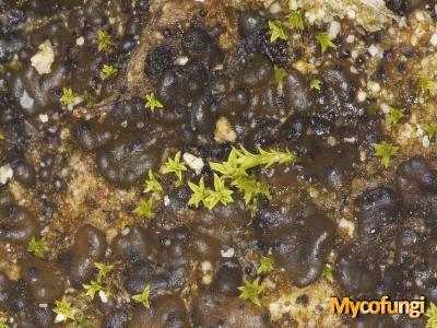Didymelopsis pulposi (licheen)