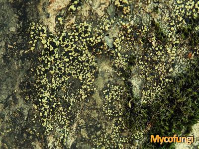 Rhizocarpon viridiatrum (licheen)