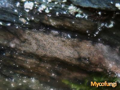 Opegrapha lithyrga (licheen)