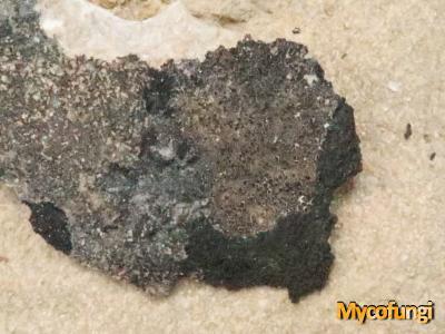 Clauzadea monticola (licheen)