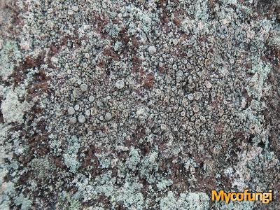 Lecanora swartzii (licheen)