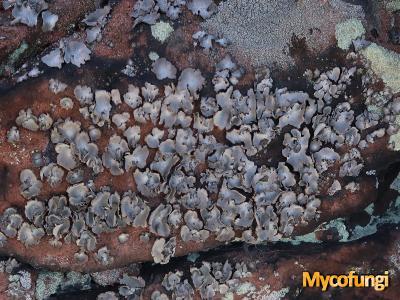 Umbilicaria grisea (licheen)