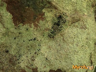 Opegrapha hochstetteri (licheen parasiet)