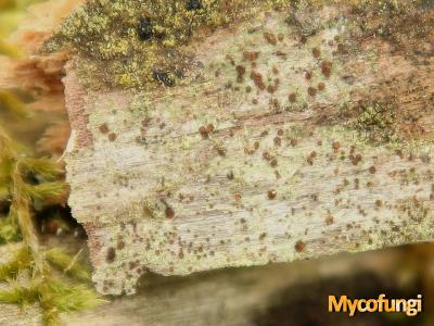 Gyalidiopsis helvetica (licheen)