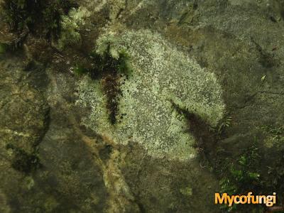 Porpidia hydrophila (licheen)