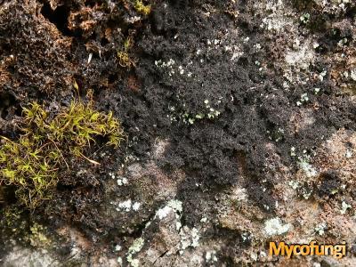 Racodium rupestre (licheen)