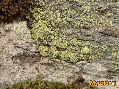 Lecanora epanora (licheen)