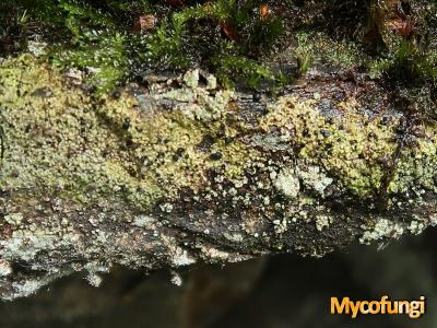Arthrorhaphis grisea (licheen parasiet)