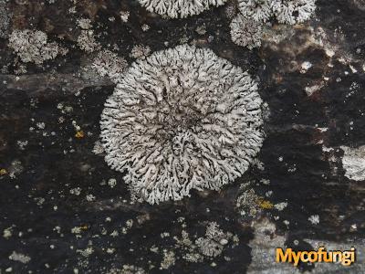 Lobothallia melanaspis (licheen)
