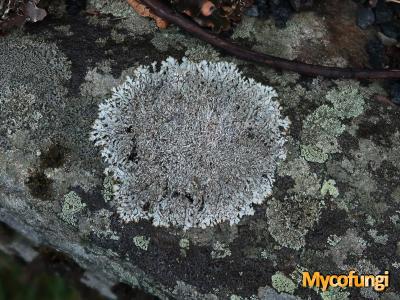 Brodoa intestiniformis (licheen)
