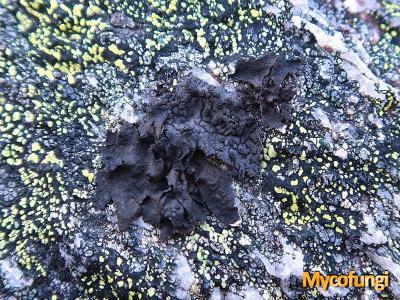 Umbilicaria hyperborea (licheen)