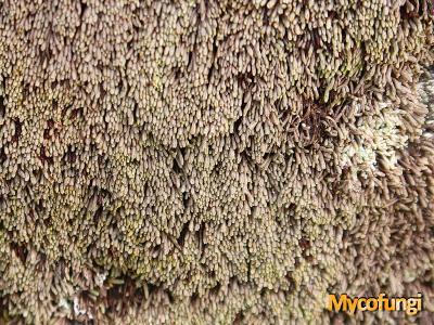 Sphaerophorus fragilis (licheen)