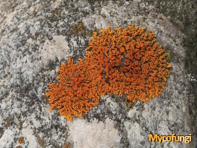Calogaya biatorina (licheen)