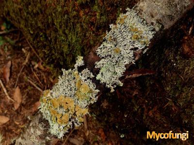 Hypogymnia madeirensis (licheen)