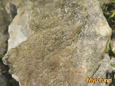 Staurothele fissa (licheen)