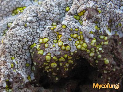 Acarospora lavicola (licheen)