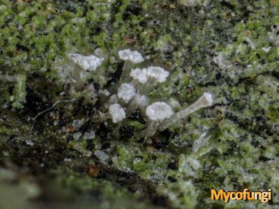 Crittendenia spec (licheen parasiet)