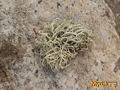 Ramalina pluviariae (licheen)