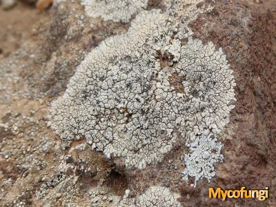 Lobothallia farinosa (licheen)