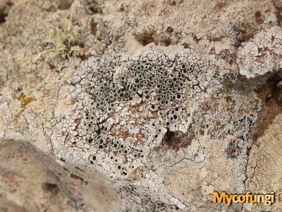 Thelomma mammosum (licheen)
