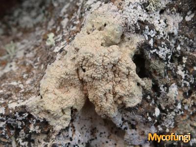 Pertusaria rupicola (licheen)