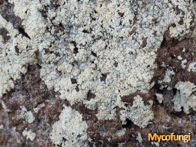 Diploicia subcanescens (licheen)