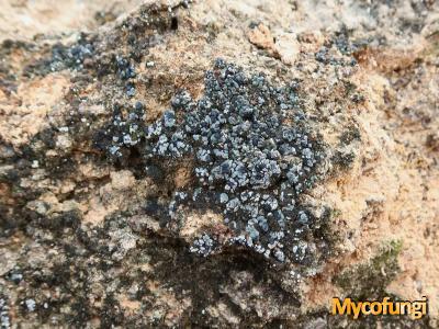 Thalloidima albilabrum (licheen)